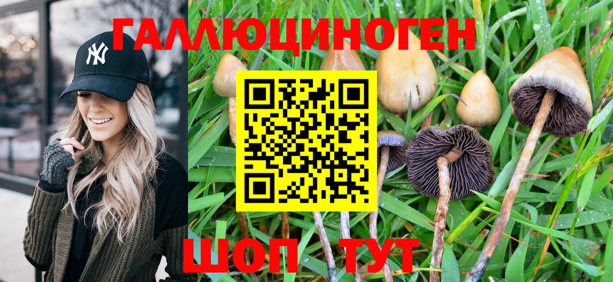 Ефремов  Псилоцибиновые грибы Psilocybe  Вход с VPN 